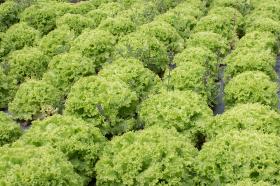 La lechuga crespa es uno de los cultivos que posee la huerta.